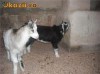 doua femele capra fatate in febroarie culoare alb cu negru