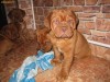 Vand catei Dogue de Bordeaux