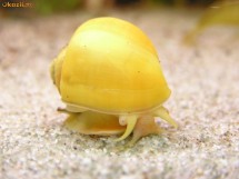 Melci Acvariu / acvaristica Pomaceea photo Melci Acvariu / acvaristica Pomaceea