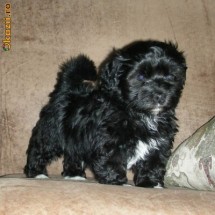 Okazii.ro bichon havanez black si produse asemanatoare