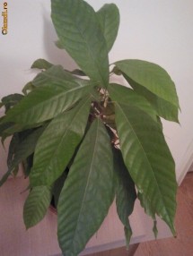 Arbore de cacao Theobroma cacao - var. Criollo (din el se face cacao cu aroma mai delicioasa decat cea care se gaseste pe piata) photo Arbore de cacao Theobroma cacao - var. Criollo (din el se face cacao cu aroma mai delicioasa decat cea care se gaseste pe piata)