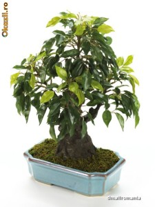 Bonsai Ficus foto