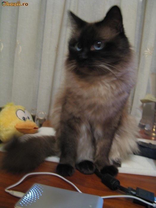 Motan Birmanez/Ragdoll pentru monta (imperechere) foto mare