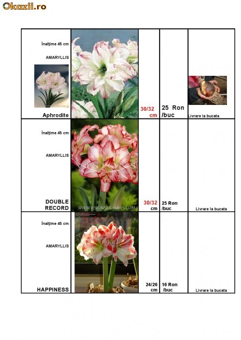AMARYLLIS - CRIN DE CAMERA foto mare