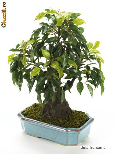 Bonsai Ficus foto mare