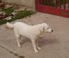 Adoptati-l pe Lulu