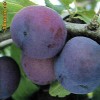 Palinca de prune din Ardeal