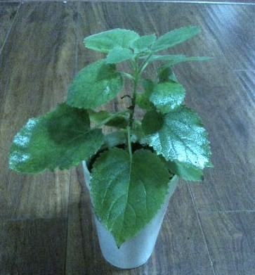 Paulownia Tomentosa-Plante sadite in primavara 40 ron, detin peste 900 de plantute, Seminte de P. Tomentosa 350 buc 27-Ron P. Elongata 1ooo buc 32 Ron foto mare Paulownia Tomentosa-Plante sadite in primavara 40 ron, detin peste 900 de plantute, Seminte de P. Tomentosa 350 buc 27-Ron P. Elongata 1ooo buc 32 Ron foto mare