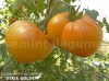 Seminte tomate mari galbene - DIXIE GOLDEN - 50 seminte/plic