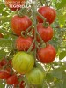 Seminte tomate - TIGERELLA - 50+ seminte/plic