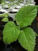 Vand rasad Paulownia Elongata