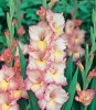 GLADIOLE PRISCILLA  pachet 10 bulbi cu 6 ron