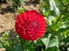 DALIA  NESCHIO pompon ( Gherghine )  Tuberculi Calitatea -I-a cu 6 ron bucata
