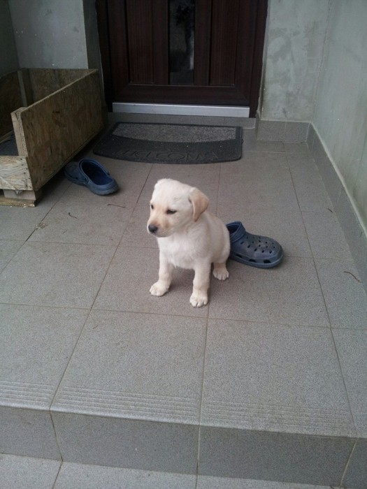 PUI LABRADOR RETRIEVER 2 LUNI, VACCINAT, CARNET DE SANATATE foto mare PUI LABRADOR RETRIEVER 2 LUNI, VACCINAT, CARNET DE SANATATE foto mare